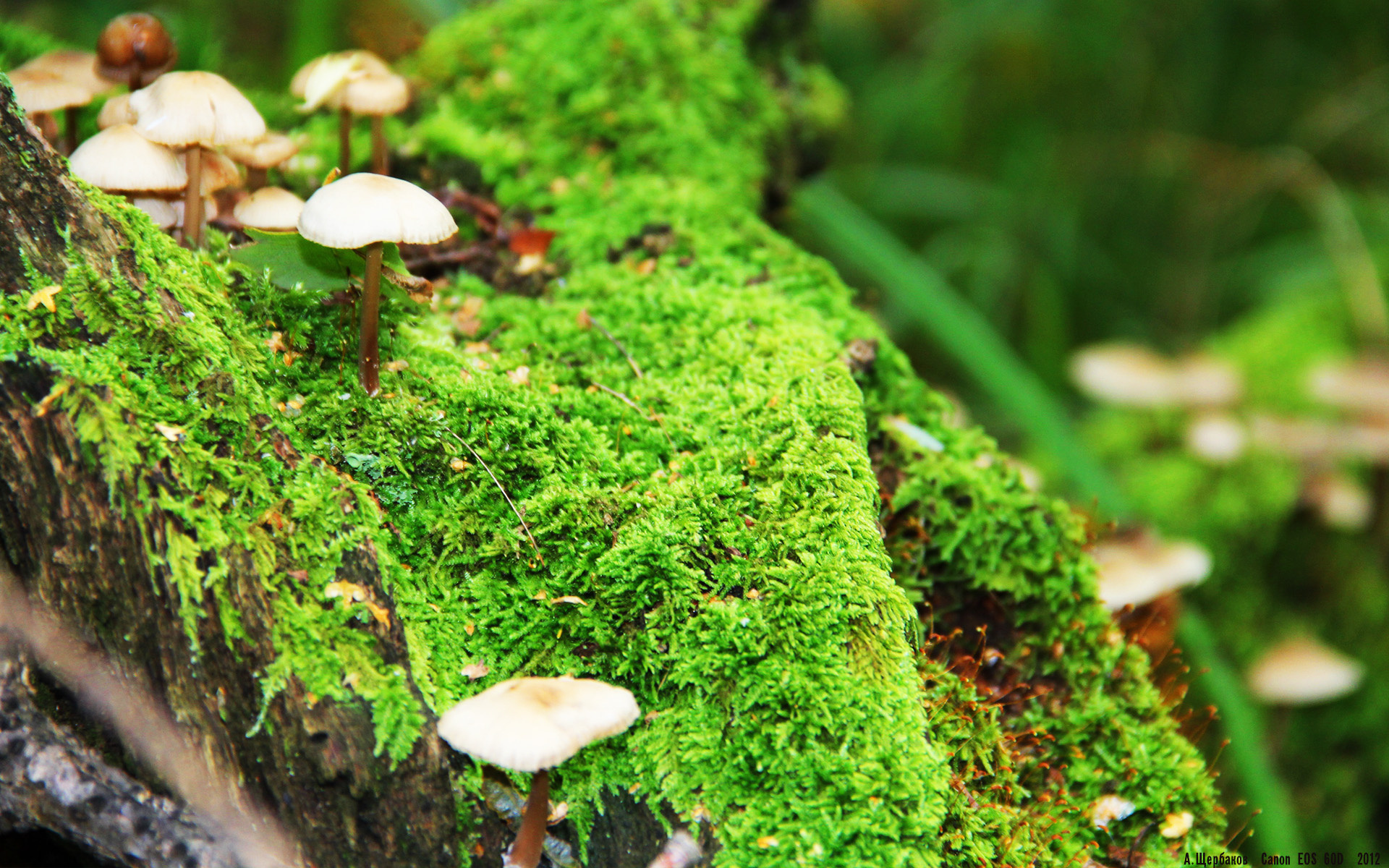 绿茵抢七夜，本泽马的一剑封喉